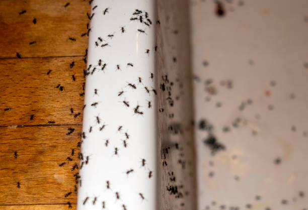 Best Pest Prevention Services  in Odessa, TX