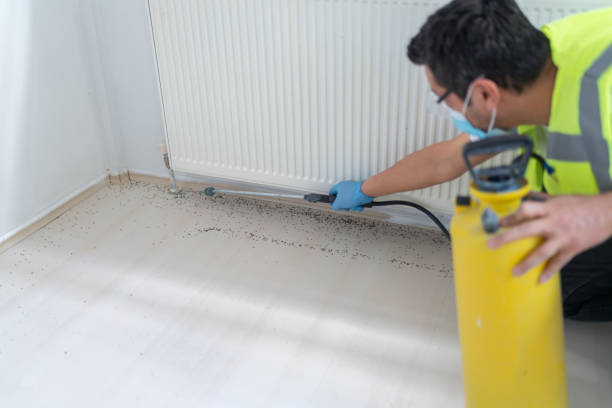 Best Flea Control Services  in Odessa, TX